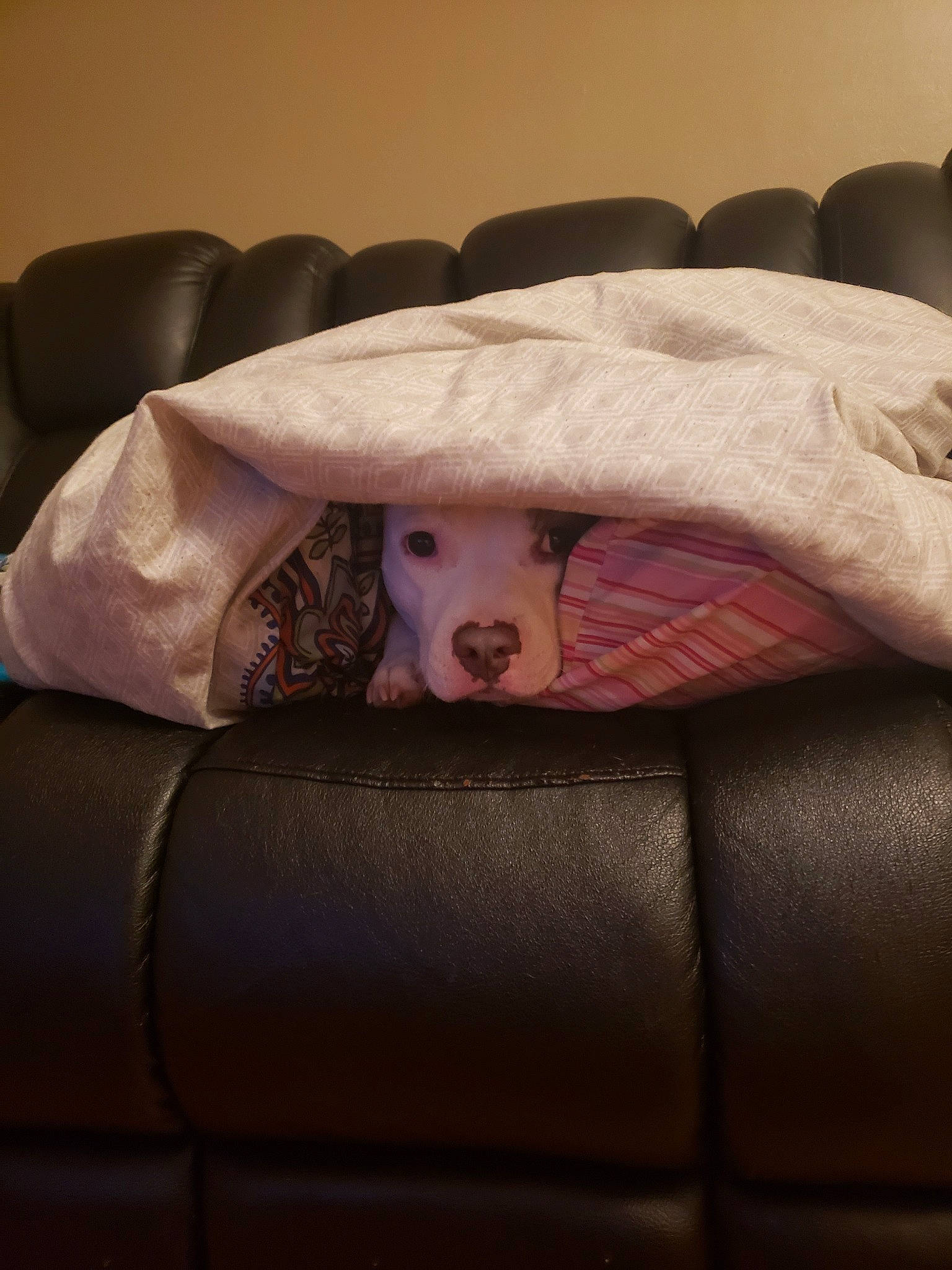 Montana is registered to the contest to win money with this photo: bed, bed_sheet, bedding, bedtime, blanket, canidae, carnivore, comfort, companion_dog, couch, dog, fur, furniture, interior_design, linens, nap, non_sporting_group, pillow, room