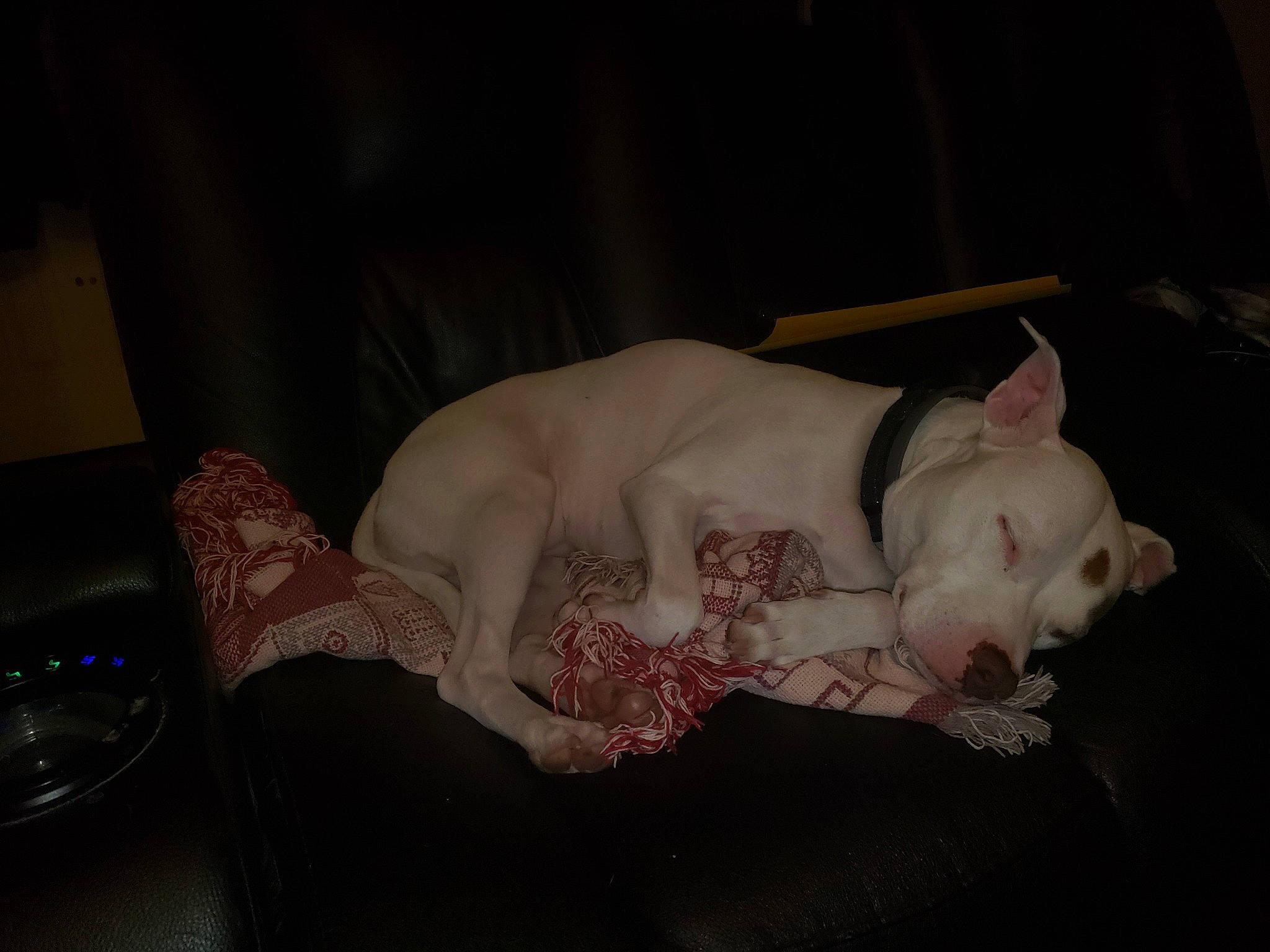 Montana is registered to the contest to win money with this photo: american_bulldog, bulldog, canidae, carnivore, dog, dog_breed, dogo_argentino, fawn, french_bulldog, guard_dog, non_sporting_group, skin, tail