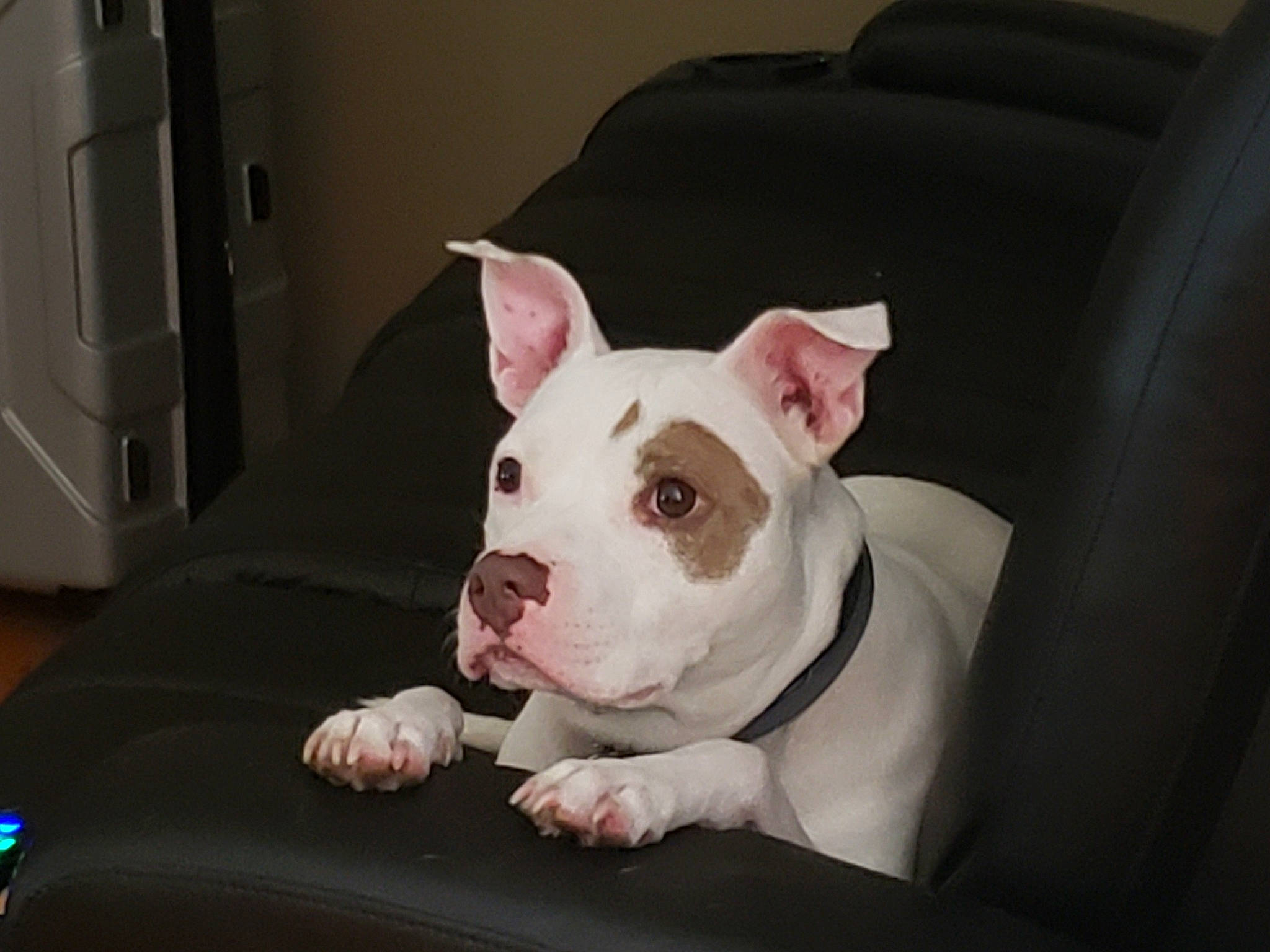 Montana joined the competition — help win amazing prizes! american_bulldog, american_pit_bull_terrier, australian_bulldog, bulldog, canidae, carnivore, companion_dog, dog, dog_breed, mammal, molosser, non_sporting_group, old_english_bulldog, olde_english_bulldogge, pit_bull, snout, toy_bulldog, valley_bulldog, vertebrate, white_english_bulldog