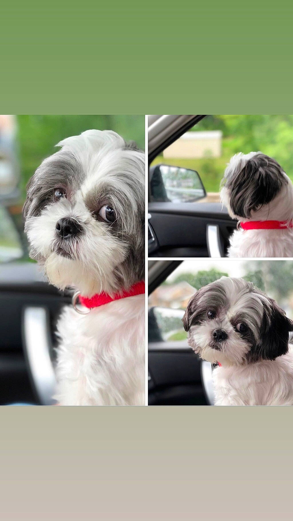 Daisymae is registered to the contest to win money with this photo: car, carnivore, collar, companion_dog, dog, dog_breed, dog_collar, dog_supply, fashion_accessory, fur, liver, pattern, plant, shih_tzu, snout, sporting_group, toy_dog, vehicle, vertebrate, working_animal