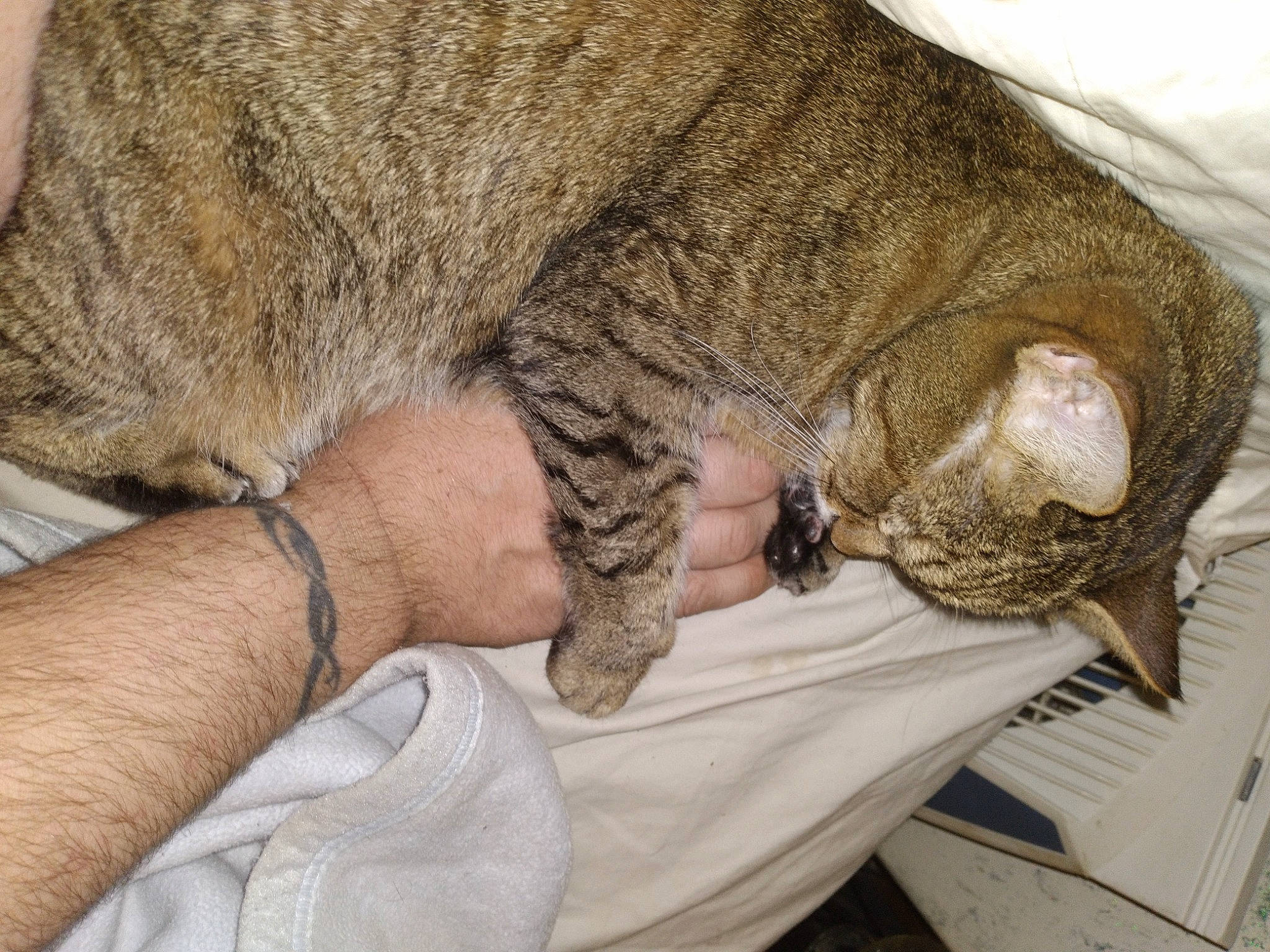 Cheyenne is registered to the contest to win money with this photo: carnivore, cat, claw, comfort, domestic_short_haired_cat, fawn, felidae, fur, grey, nap, paw, sleep, small_to_medium_sized_cats, snout, tail, terrestrial_animal, whiskers, wildlife, wrinkle