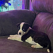 Booger is registered to the contest to win money with this photo: puppy, dog, couch, indoor, brown, black_and_white, pet, animal, christmas_lights, holiday, festive, relaxing, young_dog, looking, fur, cute, home, cozy, resting, curious