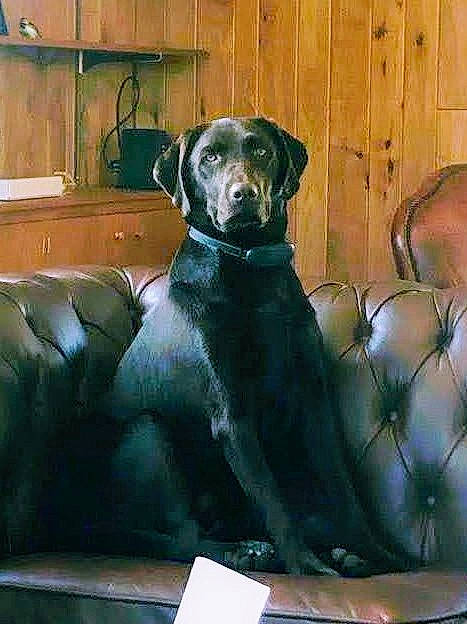 Ringo is registered to the contest to win money with this photo: art, canidae, carnivore, chair, companion_dog, dog, dog_breed, dog_collar, fawn, guard_dog, gun_dog, liver, plant, sitting, snout, sporting_group, tail, terrestrial_animal, wood, working_animal