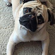 Bruno is registered to the contest to win money with this photo: dog, pug, pet, cute, carpet, wrinkled_face, big_eyes, snout, paws, lying_down, portrait, close_up, beige_fur, short_hair, companion, indoors, curious, wide_eyes, floor, expression