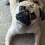 dog, pug, pet, cute, carpet, wrinkled_face, big_eyes, snout, paws, lying_down, portrait, close_up, beige_fur, short_hair, companion, indoors, curious, wide_eyes, floor, expression
