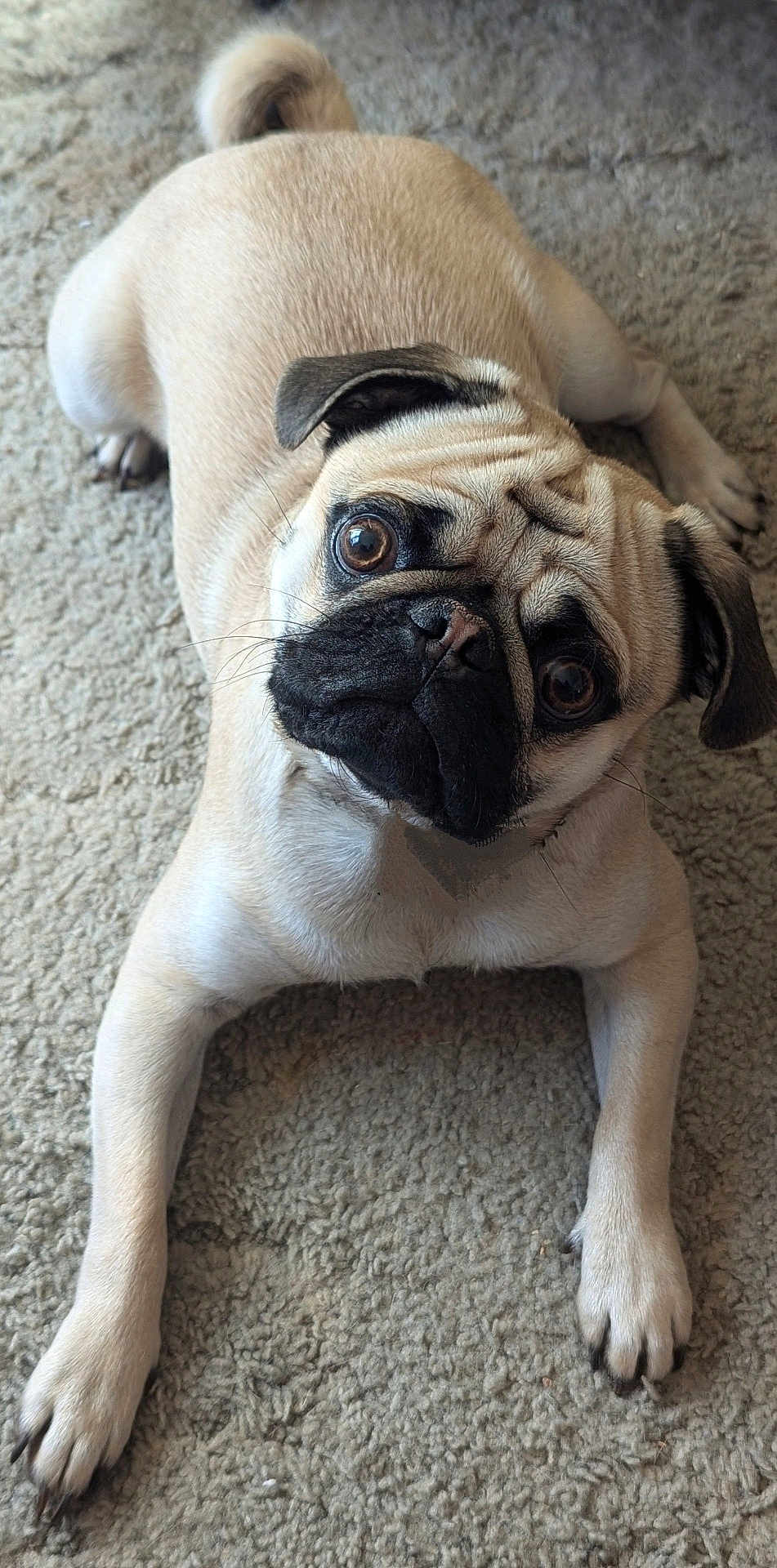 Bruno is registered to the contest to win money with this photo: dog, pug, pet, cute, carpet, wrinkled_face, big_eyes, snout, paws, lying_down, portrait, close_up, beige_fur, short_hair, companion, indoors, curious, wide_eyes, floor, expression