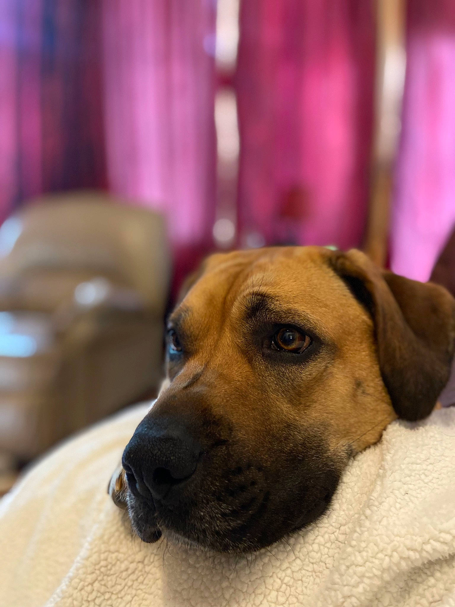 Scout is registered to the contest to win money with this photo: canidae, carnivore, comfort, companion_dog, curtain, dog, dog_breed, fawn, fur, guard_dog, hound, magenta, pet_supply, snout, sporting_group, terrestrial_animal, whiskers, wood, working_animal, working_dog