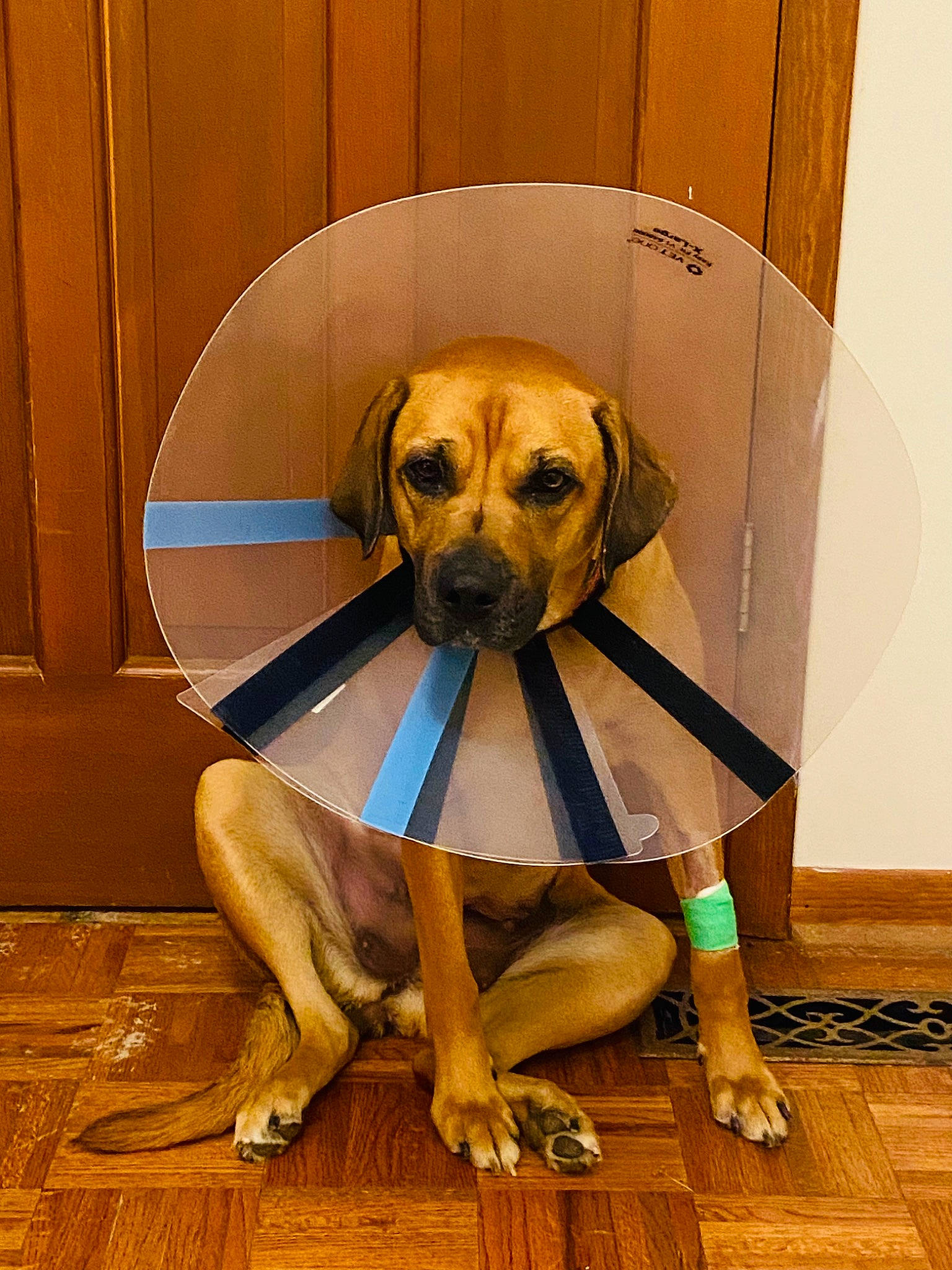 Scout joined the competition — help win amazing prizes! carnivore, companion_dog, costume, dog, dog_breed, dog_clothes, dog_supply, fawn, flooring, fur, hardwood, laminate_flooring, personal_protective_equipment, pet_supply, snout, sporting_group, toy_dog, wood, wood_flooring, working_animal