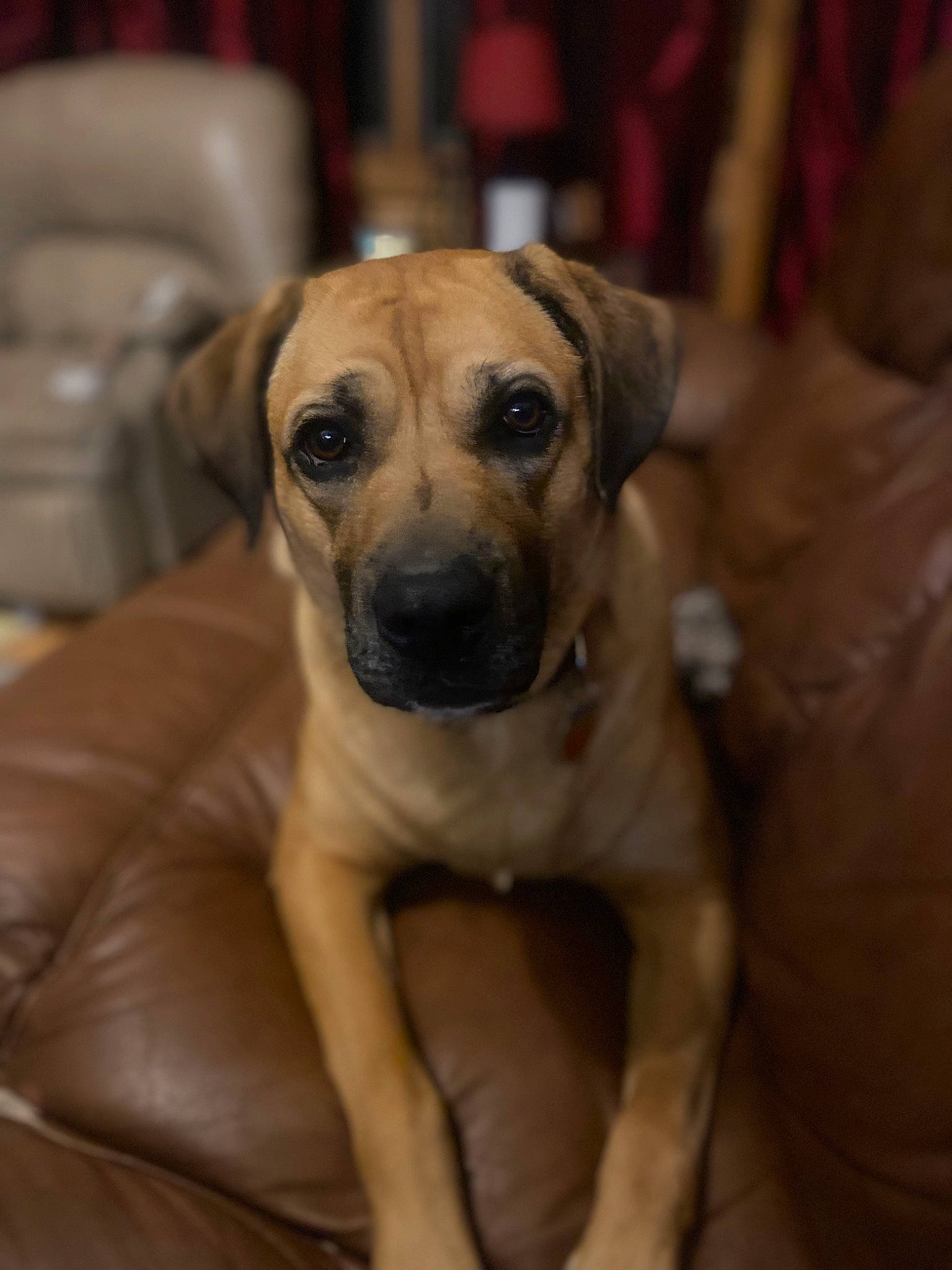 Scout joined the competition — help win amazing prizes! ancient_dog_breeds, bored, canidae, carnivore, comfort, companion_dog, dog, dog_breed, fawn, fur, non_sporting_group, snout, sporting_group, terrestrial_animal, toy_dog, whiskers