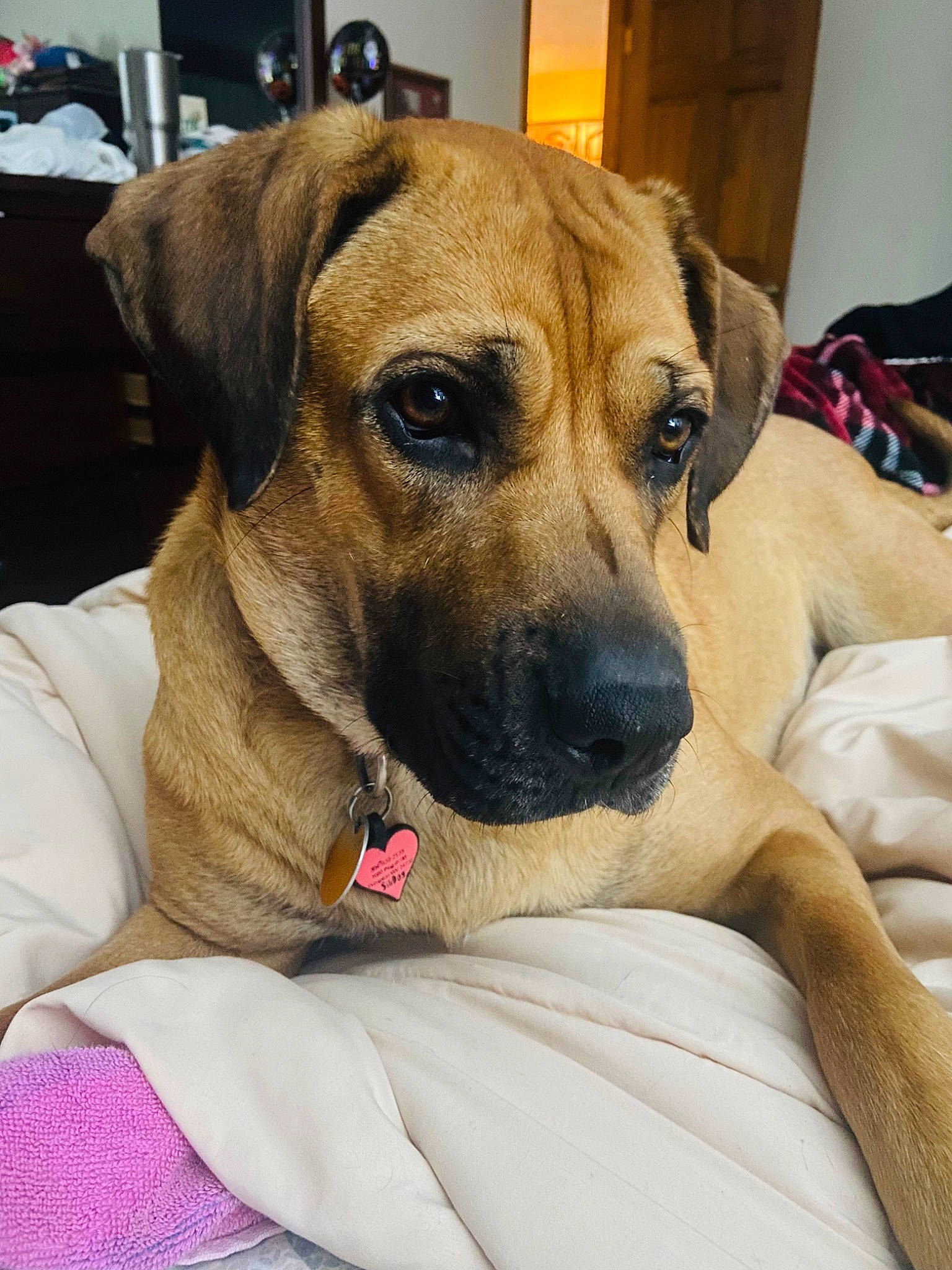 Scout joined the competition — help win amazing prizes! bored, canidae, carnivore, collar, comfort, companion_dog, dog, dog_breed, dog_supply, fawn, fur, guard_dog, paw, pet_supply, puppy, snout, sporting_group, whiskers, working_animal, working_dog