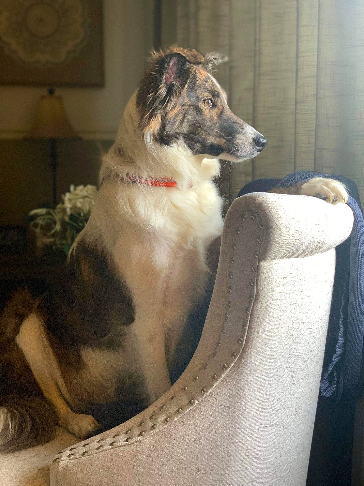 Chip joined the competition — help win amazing prizes! canidae, carnivore, collar, comfort, companion_dog, couch, dog, dog_breed, dog_collar, dog_supply, fur, paw, pet_supply, picture_frame, room, sporting_group, tail, terrestrial_animal, working_animal, working_dog