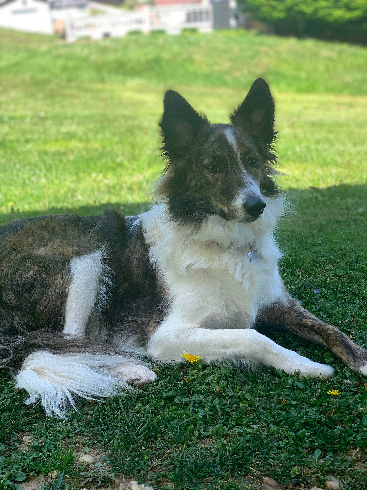 Chip joined the competition — help win amazing prizes! border_collie, carnivore, companion_dog, dog, dog_breed, grass, herding_dog, plant, sporting_group, working_dog