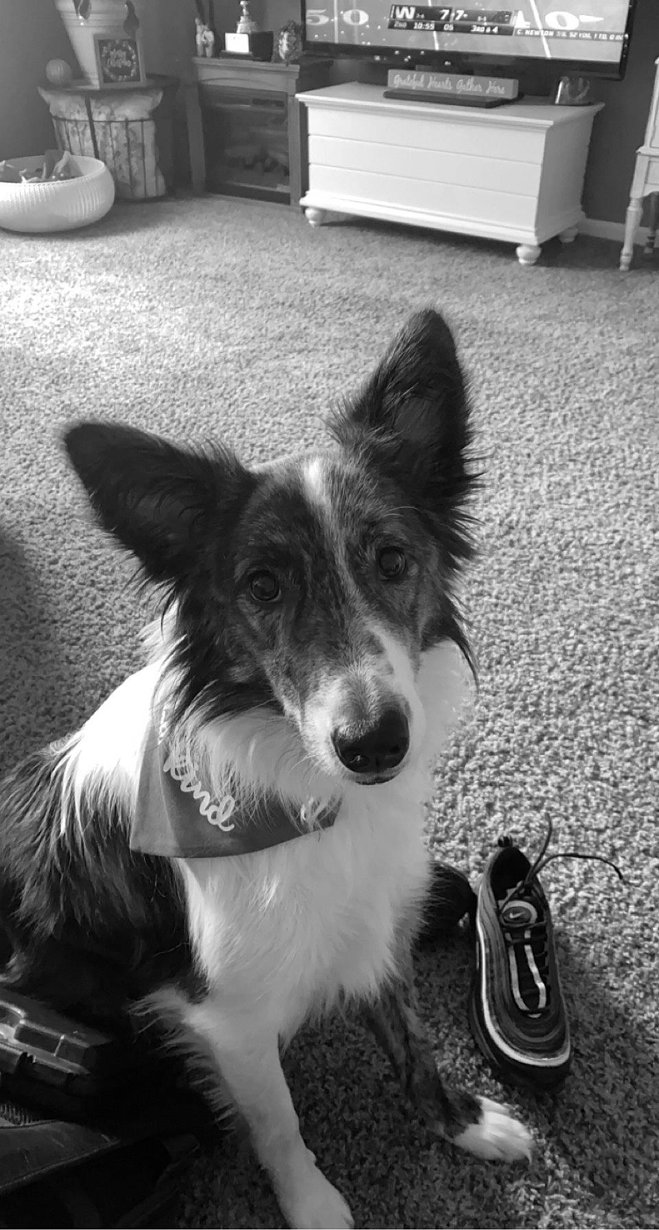 Chip joined the competition — help win amazing prizes! black, black_and_white, canidae, carnivore, companion_dog, dog, dog_breed, door, flooring, fur, herding_dog, light, monochrome, monochrome_photography, plant, snout, sporting_group, style, whiskers, white