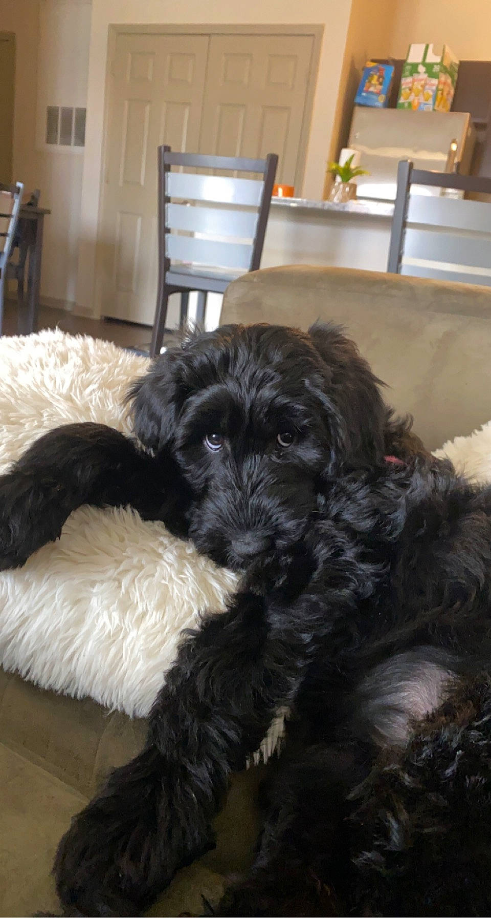 Piper is registered to the contest to win money with this photo: canidae, carnivore, chair, comfort, companion_dog, dog, dog_breed, dog_collar, fur, liver, maltepoo, puppy, small_terrier, snout, sporting_group, tail, terrier, toy_dog, water_dog, working_animal