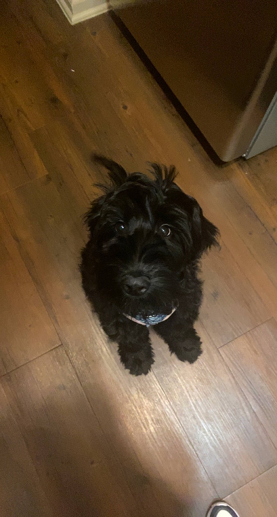 Piper joined the competition — help win amazing prizes! canidae, carnivore, companion_dog, dog, dog_breed, floor, flooring, fur, hardwood, laminate_flooring, liver, small_terrier, snout, sporting_group, terrier, toy_dog, water_dog, wood, wood_stain, working_animal