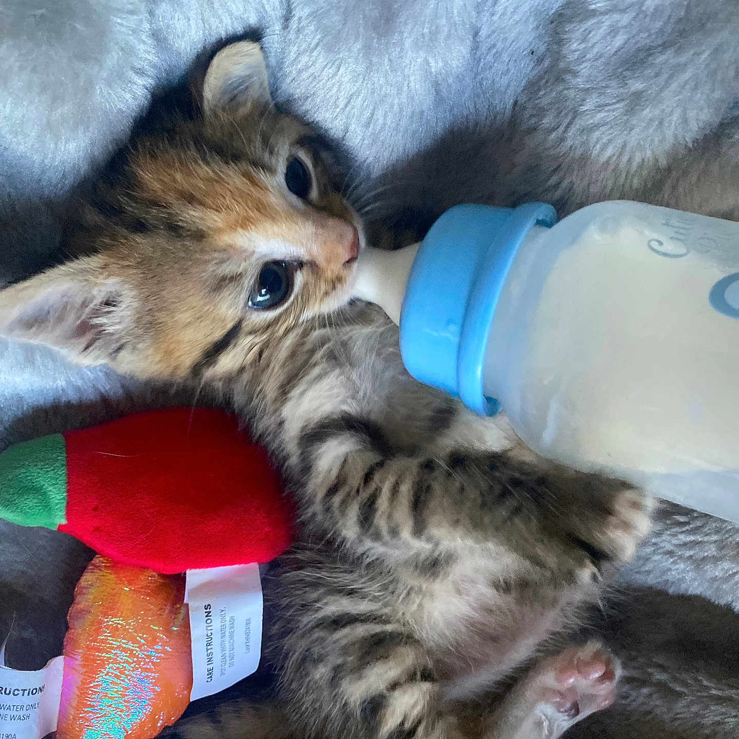 Mogi joined the competition — help win amazing prizes! adorable, baby_bottle, blanket, carrot_toy, cat, chili_pepper_toy, closeup, cute, feeding, furry, indoor, kitten, lying_down, paw, pet, plush_toy, small, soft, striped, tabby