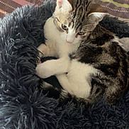 Chanel a rejoint le concours — aidez-le/la à gagner de superbes lots ! animal, bedroom, cat, cozy, cute, domestic_cat, ears, fluffy, fur, indoor, paw, pet_bed, pillow, relaxed, resting, sleepy, striped_bedspread, tabby, whiskers, white_fur