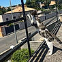 Chanel participe au concours pour gagner de l'argent avec cette photo : animal, cat, collar, concrete, curious, daylight, feline, greenery, house, outdoor, pattern, pet, railing, shadow, side_view, sky, street, suburban, sunny, tree