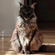 Onyx participe au concours pour gagner de l'argent avec cette photo : cat, fluffy, sitting, wooden_floor, sunlight, indoor, pet, animal, feline, ears, fur, portrait, cute, whiskers, tail, expression, domestic, mammal, house, natural_light