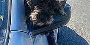 Babygirl joined the competition — help win amazing prizes! dog, car, side_mirror, road, paw, window, silver_car, sunlight, shadow, outdoor, pet, animal, scruffy, resting, curious, tired, transport, vehicle, travel, companion