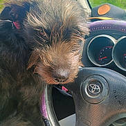 Babygirl is registered to the contest to win money with this photo: dog, pet, steering_wheel, car_interior, dashboard, cap, fur, closeup, animal, window, greenery, outdoor, daylight, cute, curious, transportation, road_trip, toyota, vehicle, canine