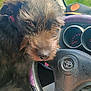 dog, pet, steering_wheel, car_interior, dashboard, cap, fur, closeup, animal, window, greenery, outdoor, daylight, cute, curious, transportation, road_trip, toyota, vehicle, canine