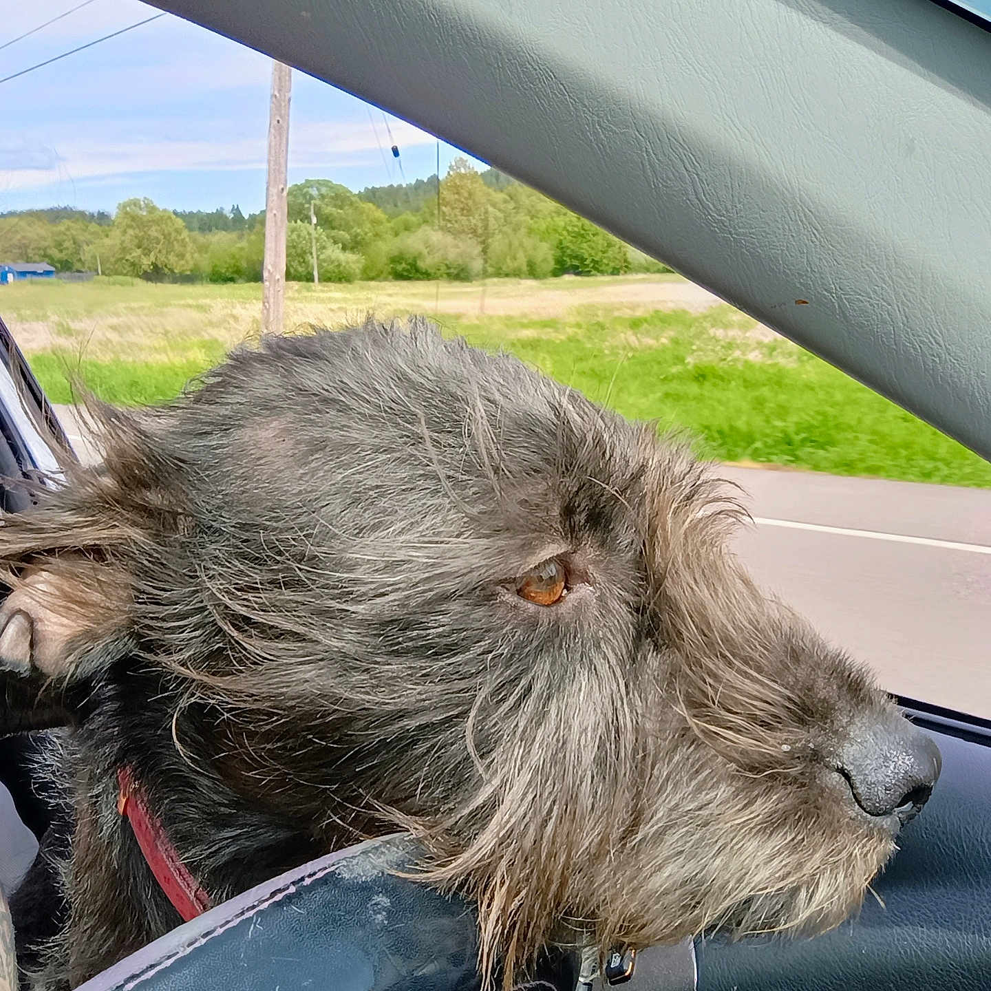 Babygirl joined the competition — help win amazing prizes! animal, car_interior, collar, companion, countryside, daytime, dog, fur, greenery, looking_out, nature, outdoor_view, pet, road, side_profile, steering_wheel, transportation, travel, wind, window