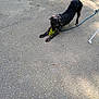 Babygirl is registered to the contest to win money with this photo: dog, black_dog, toy, leash, pavement, outdoor, sunlight, shadow, playful, pet, canine, stretching, fur, collar, animal, daylight, nature, ground, play, fun