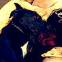 Buster joined the competition — help win amazing prizes! dog, black_dog, collar, blanket, person, snuggling, cozy, indoors, couch, comfort, fur, pet, resting, closeup, warm, human, relaxing, soft, sleepy, companionship