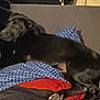 dog, black_dog, pillow, blanket, indoor, window, blinds, resting, lying_down, fur, pet, animal, cozy, curious, looking_back, couch, fabric, comfort, relaxed, home
