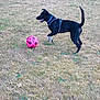 Buster joined the competition — help win amazing prizes! dog, black_dog, grass, field, soccer_ball, pink_ball, playing, outdoor, pet, animal, canine, happy, active, nature, daylight, grass_field, collar, leash, tongue_out, tail_up