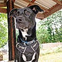 dog, black_dog, white_patch, harness, collar, porch, wooden_floor, wooden_beams, outdoor, greenery, fence, pet, animal, canine, daylight, alert, standing, ears_up, close_up, nature
