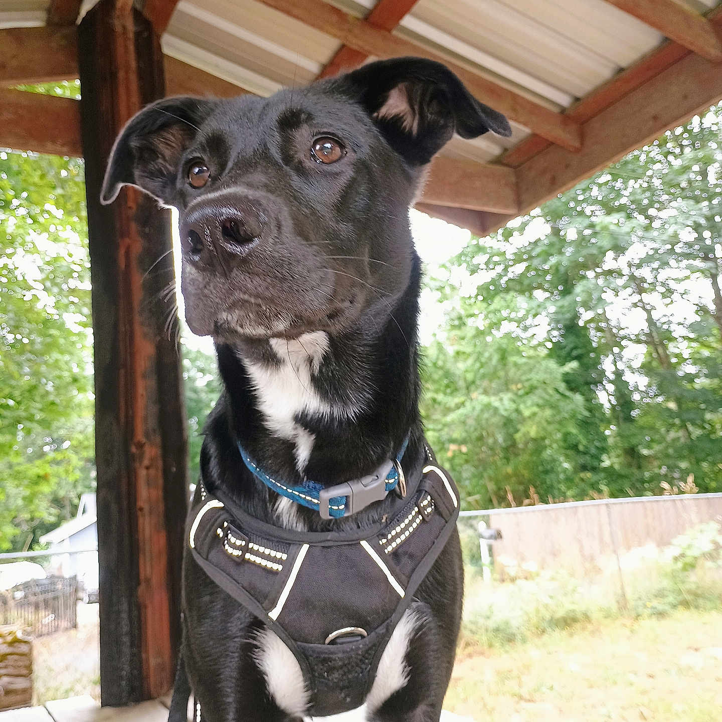 Buster