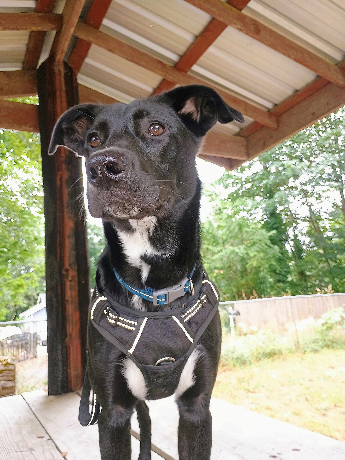 Buster joined the competition — help win amazing prizes! dog, black_dog, white_patch, harness, collar, porch, wooden_floor, wooden_beams, outdoor, greenery, fence, pet, animal, canine, daylight, alert, standing, ears_up, close_up, nature