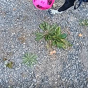Buster is registered to the contest to win money with this photo: dog, black_dog, soccer_ball, pink_ball, gravel, outdoor, plants, grass, pet, animal, play, harness, nature, canine, mouth, toy, ground, daylight, closeup, fun