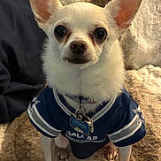 Shiner is registered to the contest to win money with this photo: animal, blanket, chihuahua, clothing, collar, cozy, cute, dallas_cowboys, dog, ears, fur, indoor, jersey, looking_at_camera, pet, sitting, small_dog, sportswear, tag, white_dog