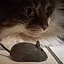 cat, toy_mouse, close_up, fluffy, pet, floor, whiskers, curious, indoor, animal, feline, soft_light, playful, domestic_cat, fur, eye, nose, shadow, quiet, still_life