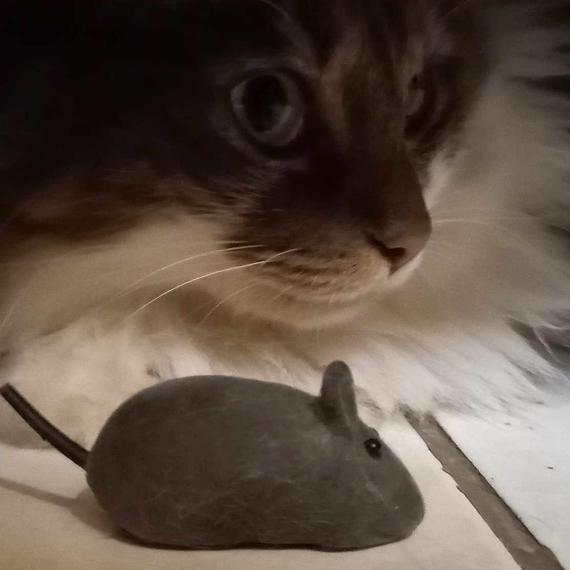 Masha a rejoint le concours — aidez-le/la à gagner de superbes lots ! animal, cat, close_up, curious, domestic_cat, eye, feline, floor, fluffy, fur, indoor, nose, pet, playful, quiet, shadow, soft_light, still_life, toy_mouse, whiskers