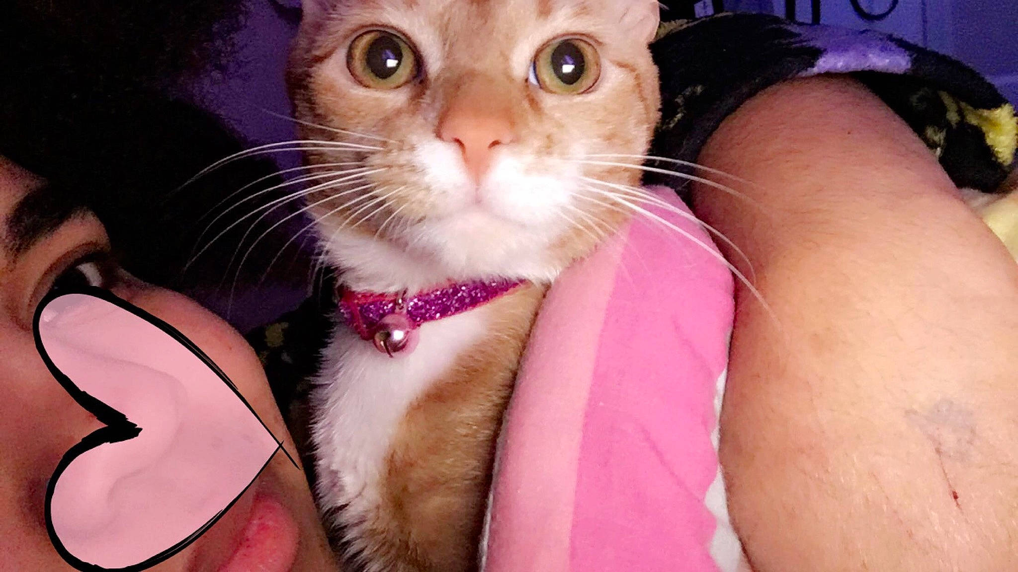 Amara joined the competition — help win amazing prizes! asian, carnivore, cat, domestic_short_haired_cat, eye, fawn, felidae, fur, german_rex, iris, kitten, mammal, nose, ojos_azules, oriental_longhair, pink, singapura, small_to_medium_sized_cats, snout, whiskers