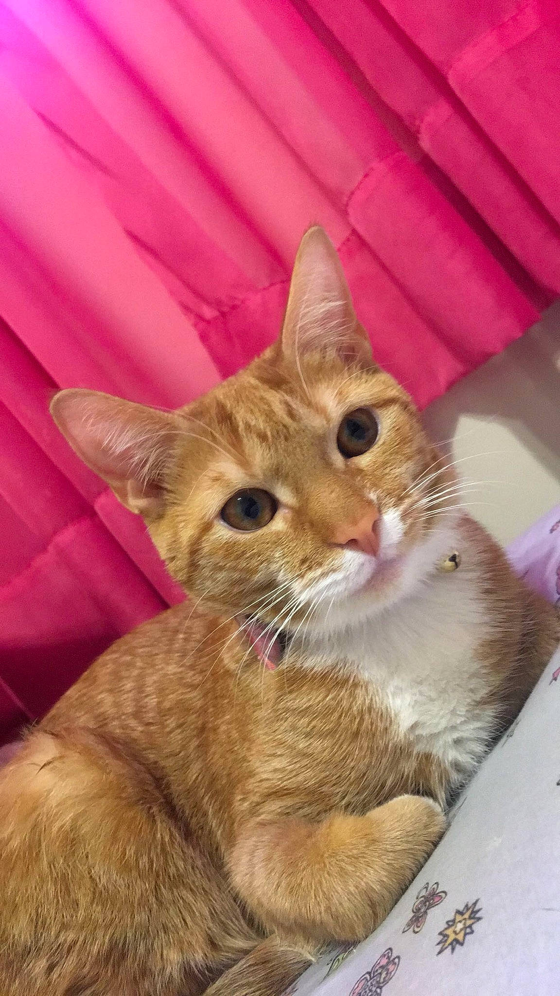 Amara is registered to the contest to win money with this photo: aegean_cat, arabian_mau, asian, australian_mist, carnivore, cat, domestic_short_haired_cat, european_shorthair, fawn, felidae, german_rex, kitten, mammal, small_to_medium_sized_cats, snout, tabby_cat, whiskers