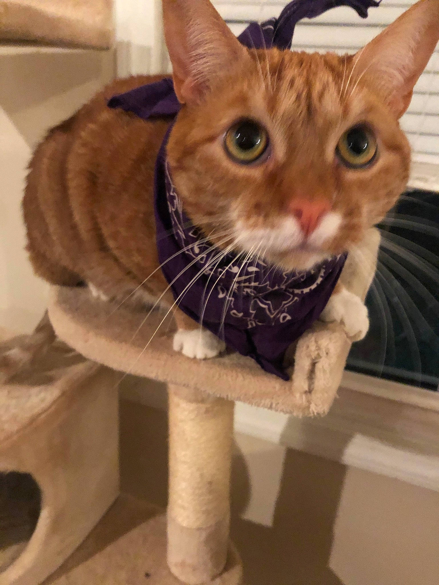 Amara is registered to the contest to win money with this photo: aegean_cat, arabian_mau, asian, carnivore, cat, chausie, domestic_short_haired_cat, european_shorthair, fawn, felidae, fur, german_rex, mammal, ojos_azules, oriental_shorthair, small_to_medium_sized_cats, snout, sokoke, tabby_cat, whiskers