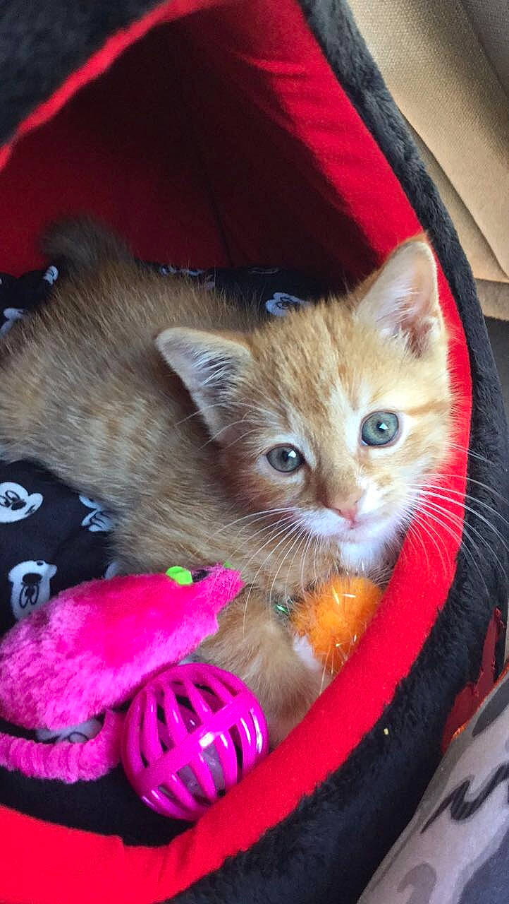 Amara is registered to the contest to win money with this photo: american_shorthair, asian, carnivore, cat, claw, domestic_short_haired_cat, european_shorthair, fawn, felidae, german_rex, kitten, mammal, small_to_medium_sized_cats, whiskers