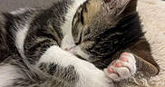 Kira a rejoint le concours — aidez-le/la à gagner de superbes lots ! kitten, cat, sleeping, paw, fluffy, blanket, cozy, fur, pink_paw_pads, cute, resting, domestic_cat, animal, pet, close_up, relaxation, indoor, soft_texture, comfort, small