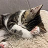 kitten, cat, sleeping, paw, fluffy, blanket, cozy, fur, pink_paw_pads, cute, resting, domestic_cat, animal, pet, close_up, relaxation, indoor, soft_texture, comfort, small