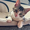 Kira participe au concours pour gagner de l'argent avec cette photo : kitten, cat, pet, animal, cute, curious, indoor, furniture, wicker, cushion, paw, whiskers, ears, face, young, domestic, resting, closeup, adorable, pink_nose