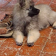 Alrik a rejoint le concours — aidez-le/la à gagner de superbes lots ! dog, puppy, fluffy, fur, muzzle, sandals, footwear, brown, black, tile_floor, indoor, resting, side_view, pet, animal, domestic, cute, young, calm, curious