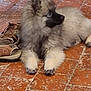 dog, puppy, fluffy, fur, muzzle, sandals, footwear, brown, black, tile_floor, indoor, resting, side_view, pet, animal, domestic, cute, young, calm, curious