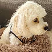 George is registered to the contest to win money with this photo: animal, bed, companion, couch, cozy, cute, dog, domestic, fluffy, fur, furniture, home, indoor, pet, plaid_harness, portrait, relaxed, side_view, small_dog, white_dog