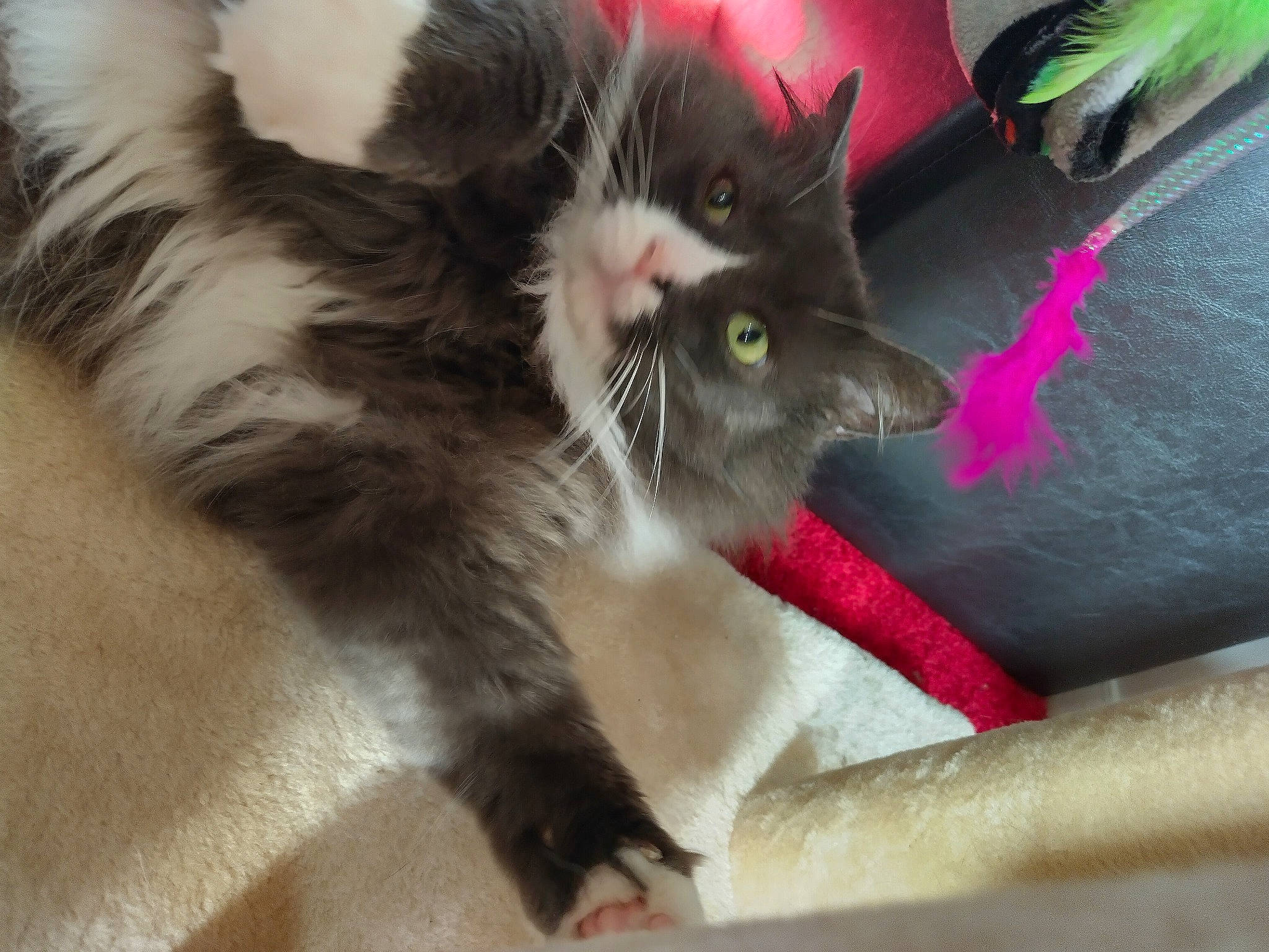 Toby is registered to the contest to win money with this photo: carnivore, cat, cat_supply, claw, comfort, domestic_short_haired_cat, felidae, foot, fur, paw, plant, small_to_medium_sized_cats, snout, tail, whiskers