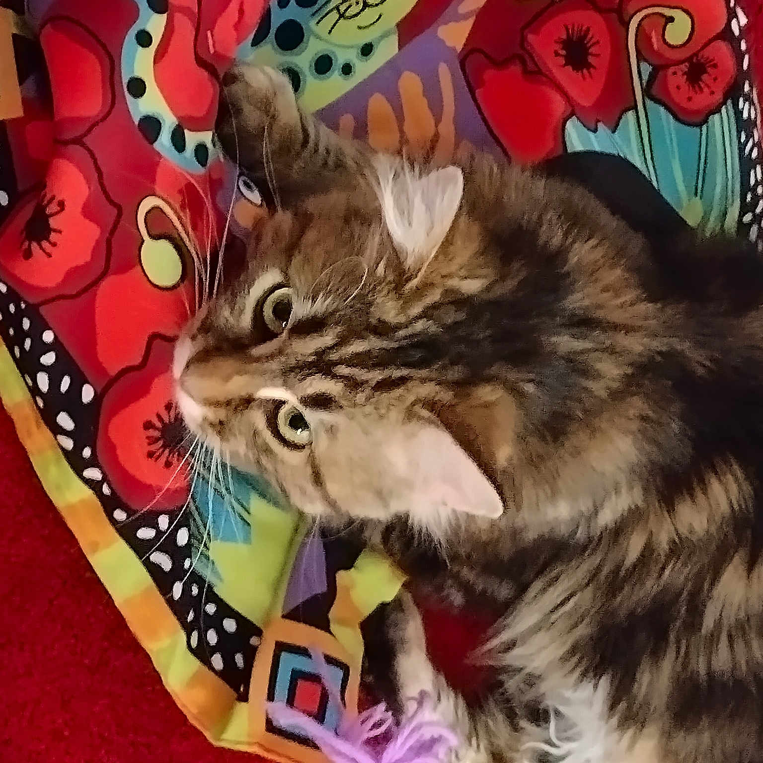 Ms. Kitty